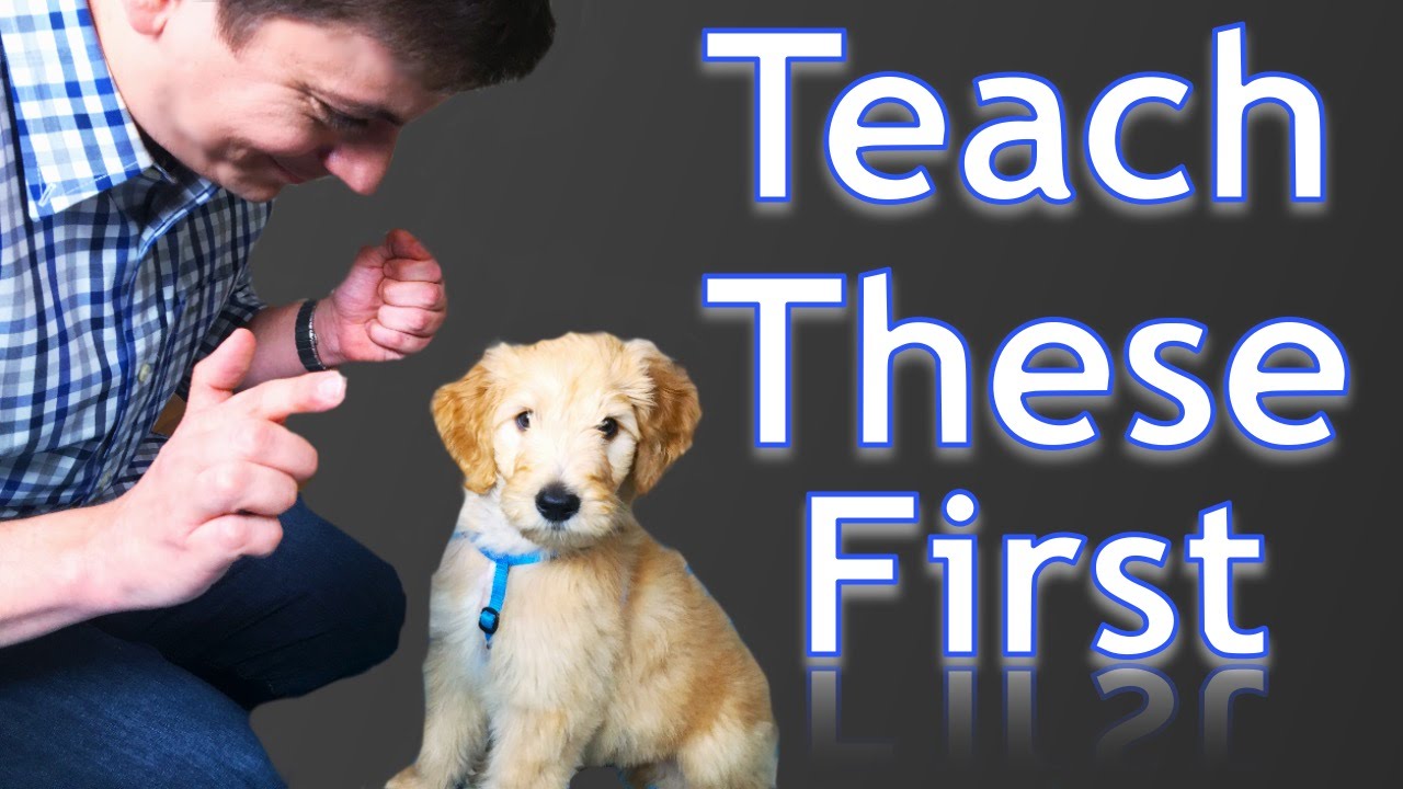 First Things You Can Teach Your NEW PUPPY