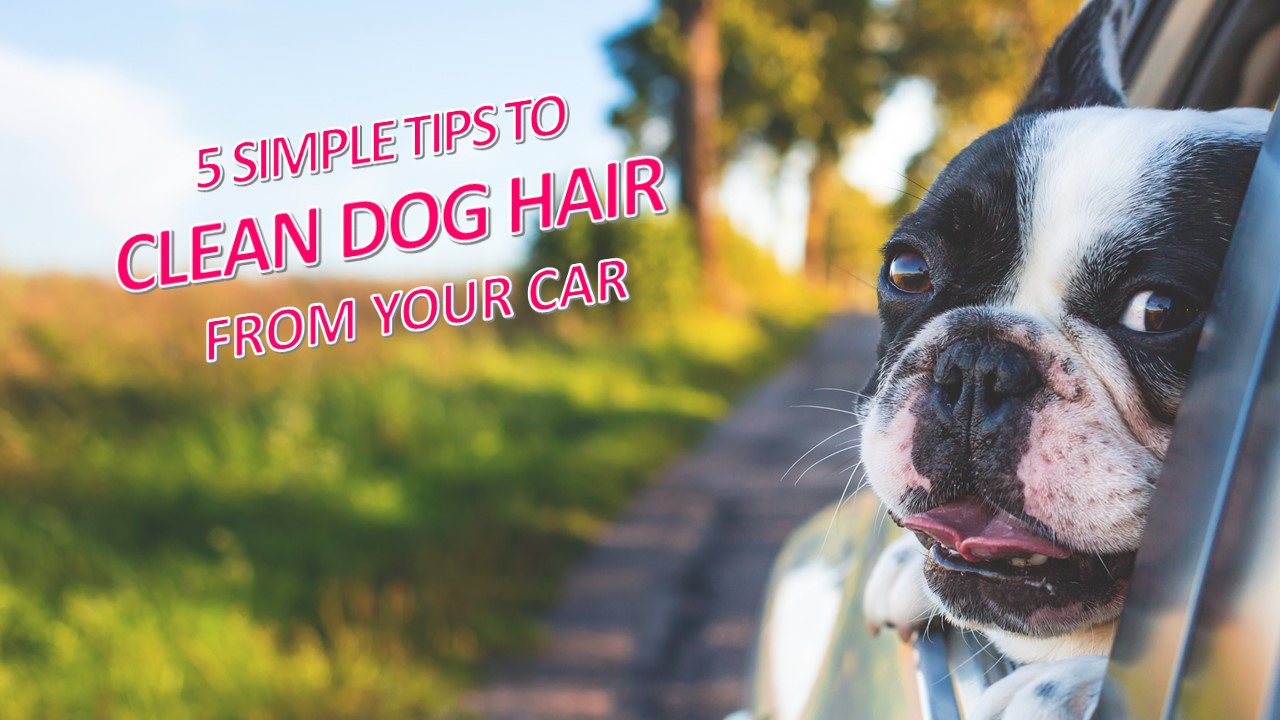 5 Simple Tips To Clean Dog Hair From Your Car