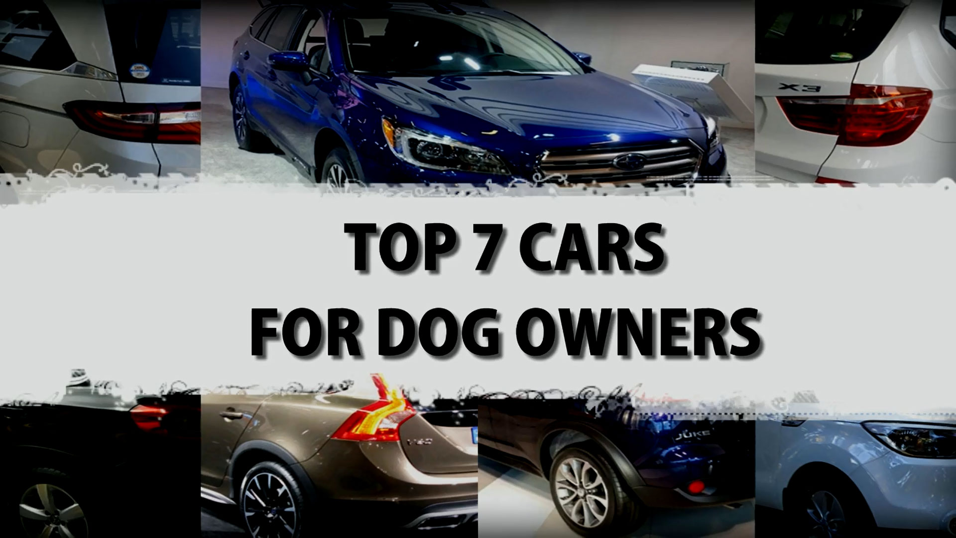 Top 7 Cars For Dog Owners To Consider When Buying A Car