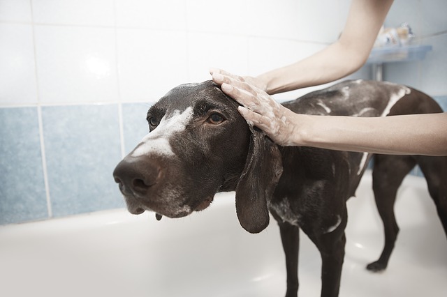 Giving Your Dog A Bath