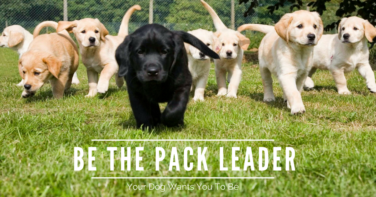 Be the Pack Leader Your Dog Wants You To Be