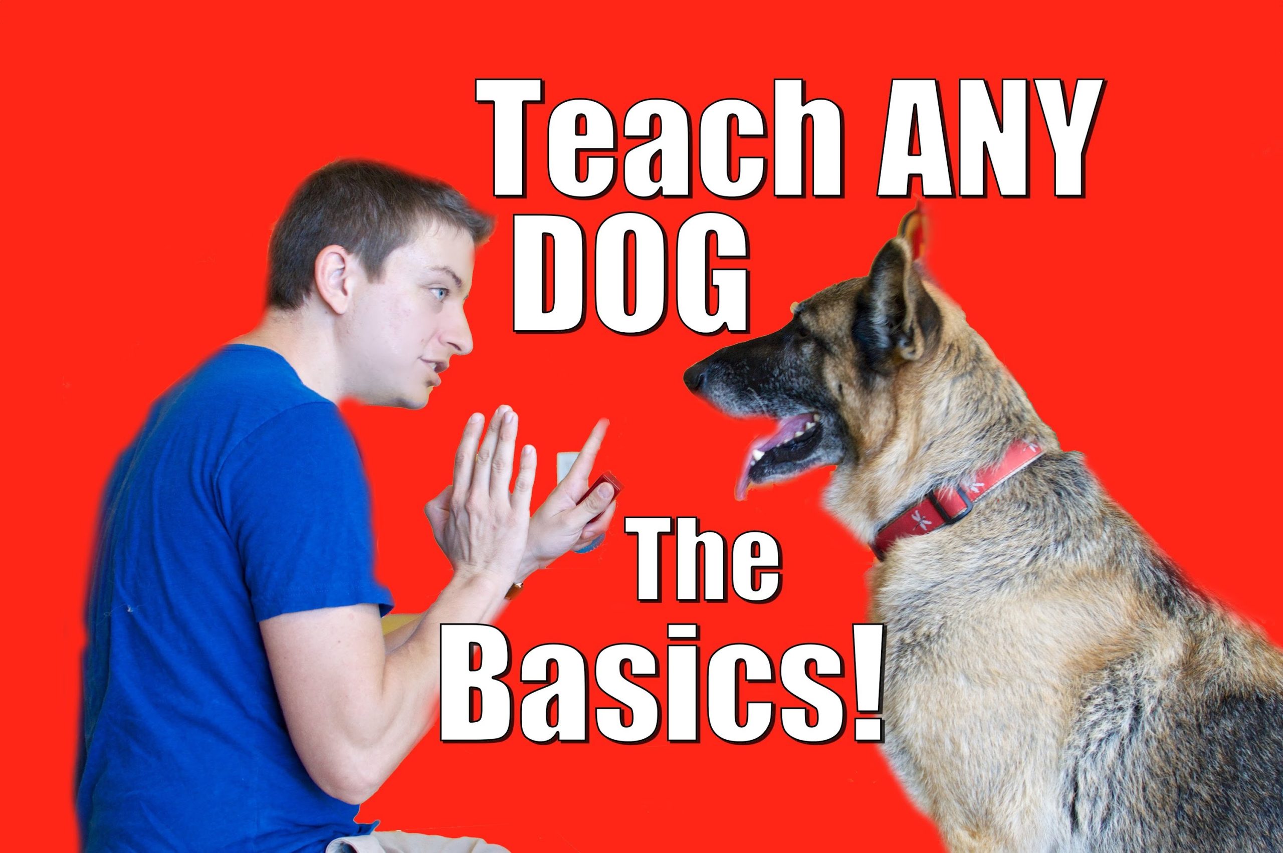 Basic Dog Training: How To Teach Any Dog The Basics