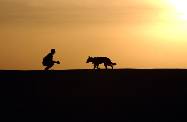 Dog Training On Come Or Recall Command