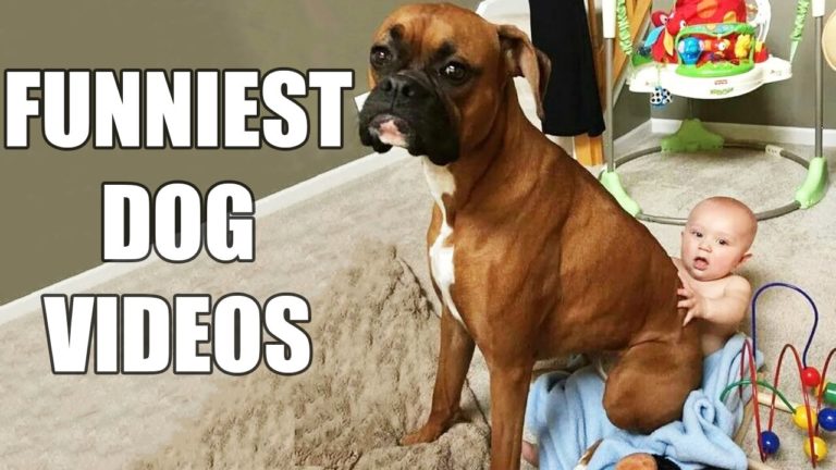 These Funny Dogs Will Make It Hard To Not Laugh