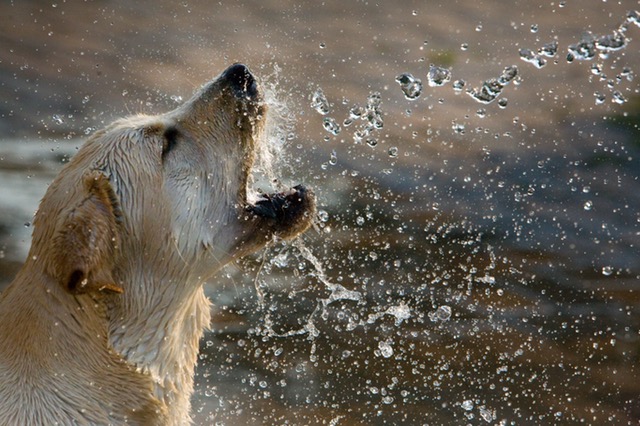 A Happy Dog Is A Well-Behaved Dog