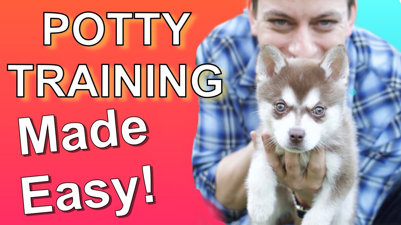 Puppy Potty Training Made Easy