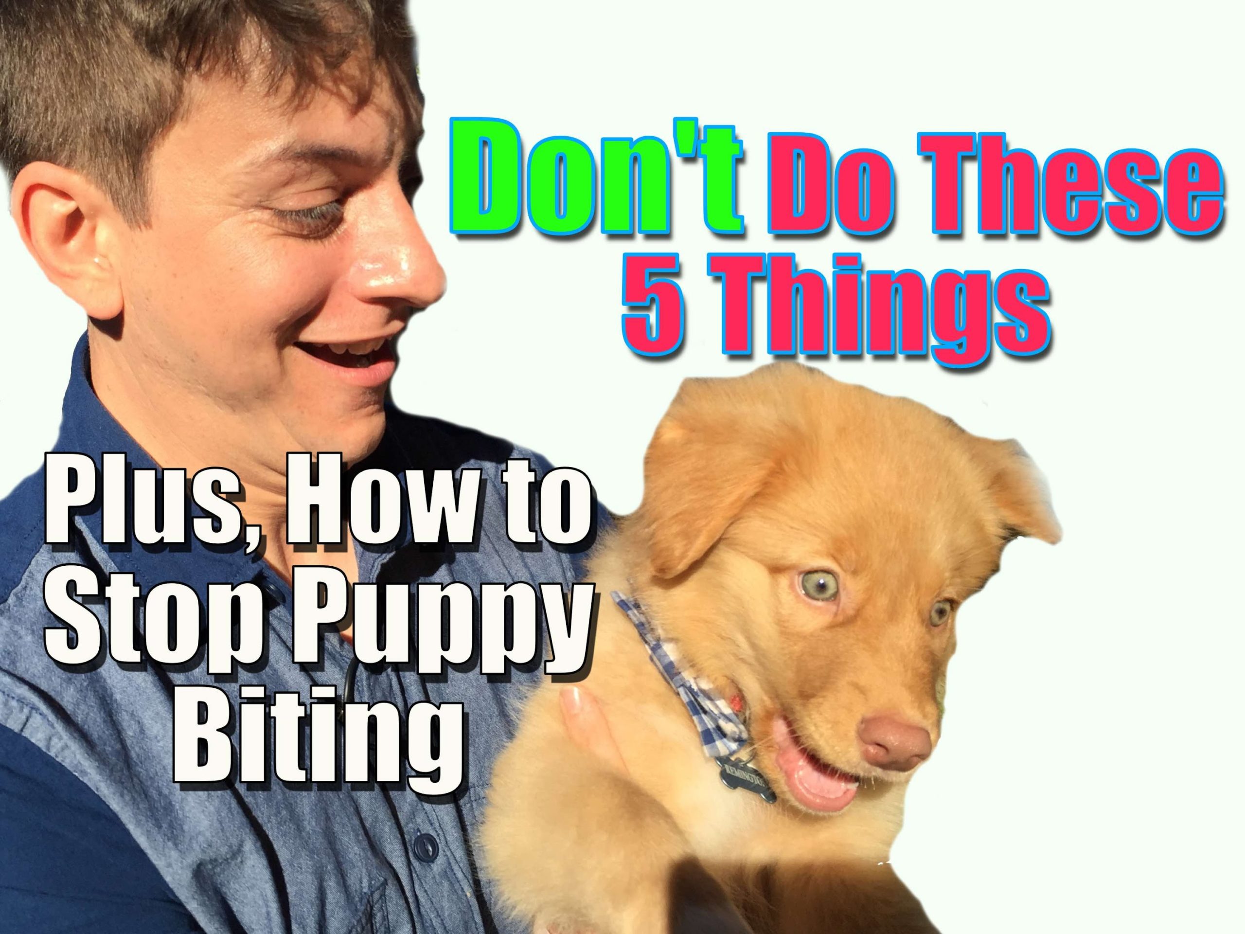 5 Things To Avoid When Training Your Puppy And How To Stop Puppy Biting