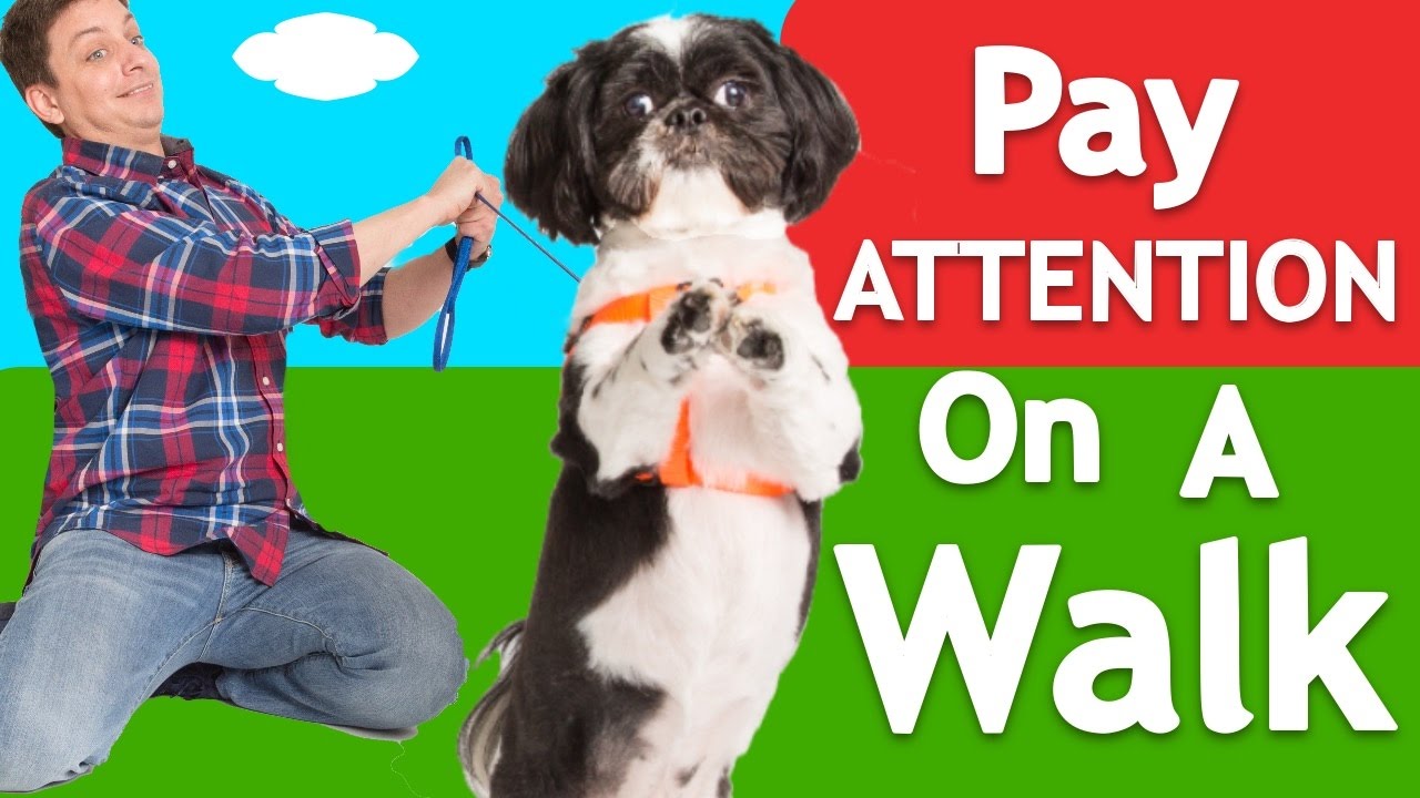 Shih Tzu Training To Walk Nicely On Leash!