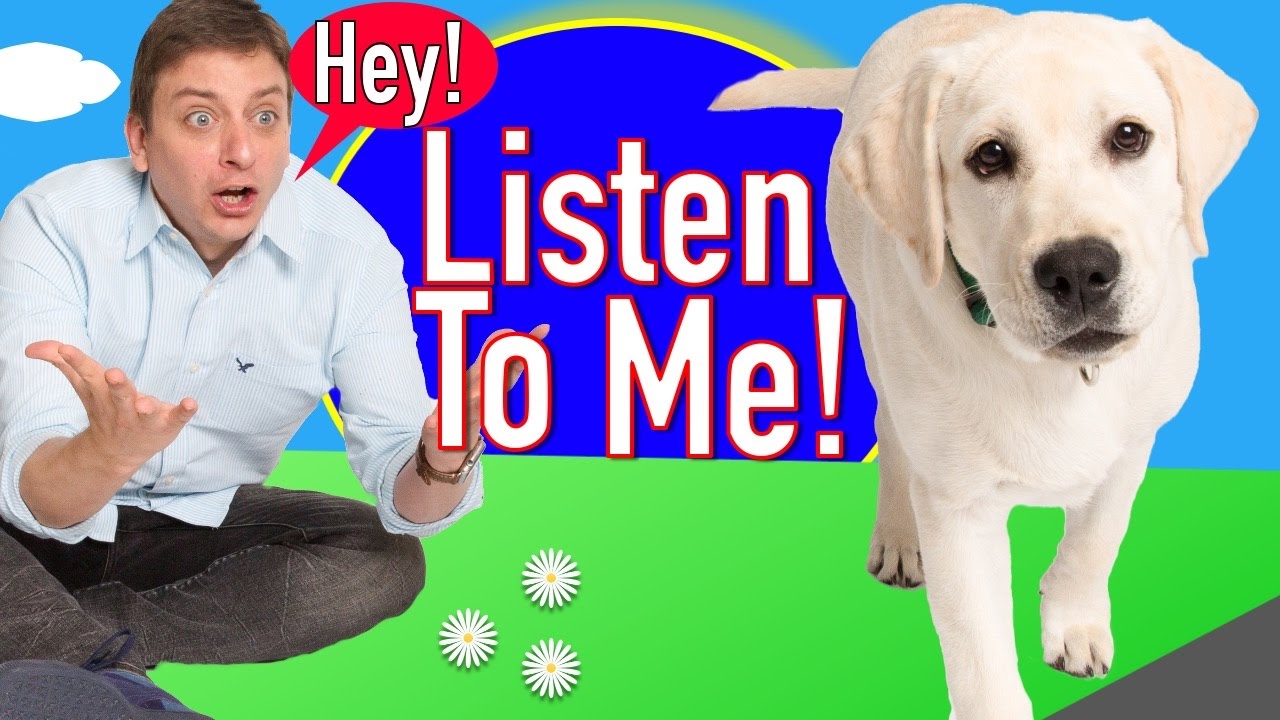 English Labrador Training How To Listen!