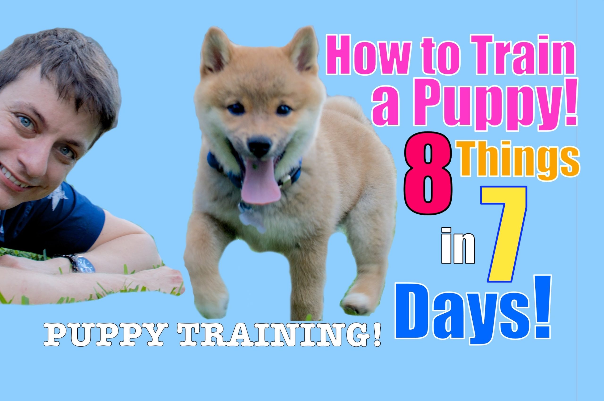 Shiba Inu Puppy Training (STOP Puppy Biting, Come, Stay… )