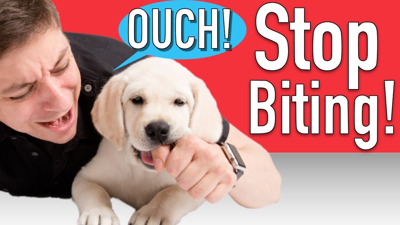 Training Your Puppy To Stop Biting
