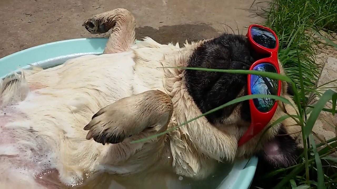 Nothing Has Made Me Smile As Much As This Pug Wearing Sunglasses Relaxing In The Tub.  It’s AWESOME.