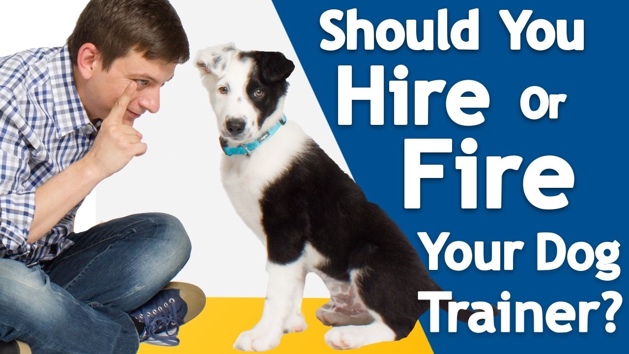 If You Don’t Know THIS When You Choose A Dog Trainer. A Wrong Decision Could Be Costly.